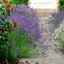3 Lavandes Ardeche - Le sud dans votre jardin