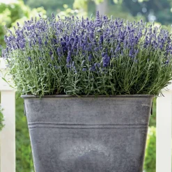 3 Lavandes Ardeche - Le sud dans votre jardin