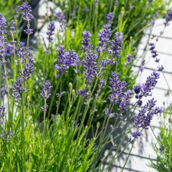 Lavande vraie Munstead - Parfum de Provence facile