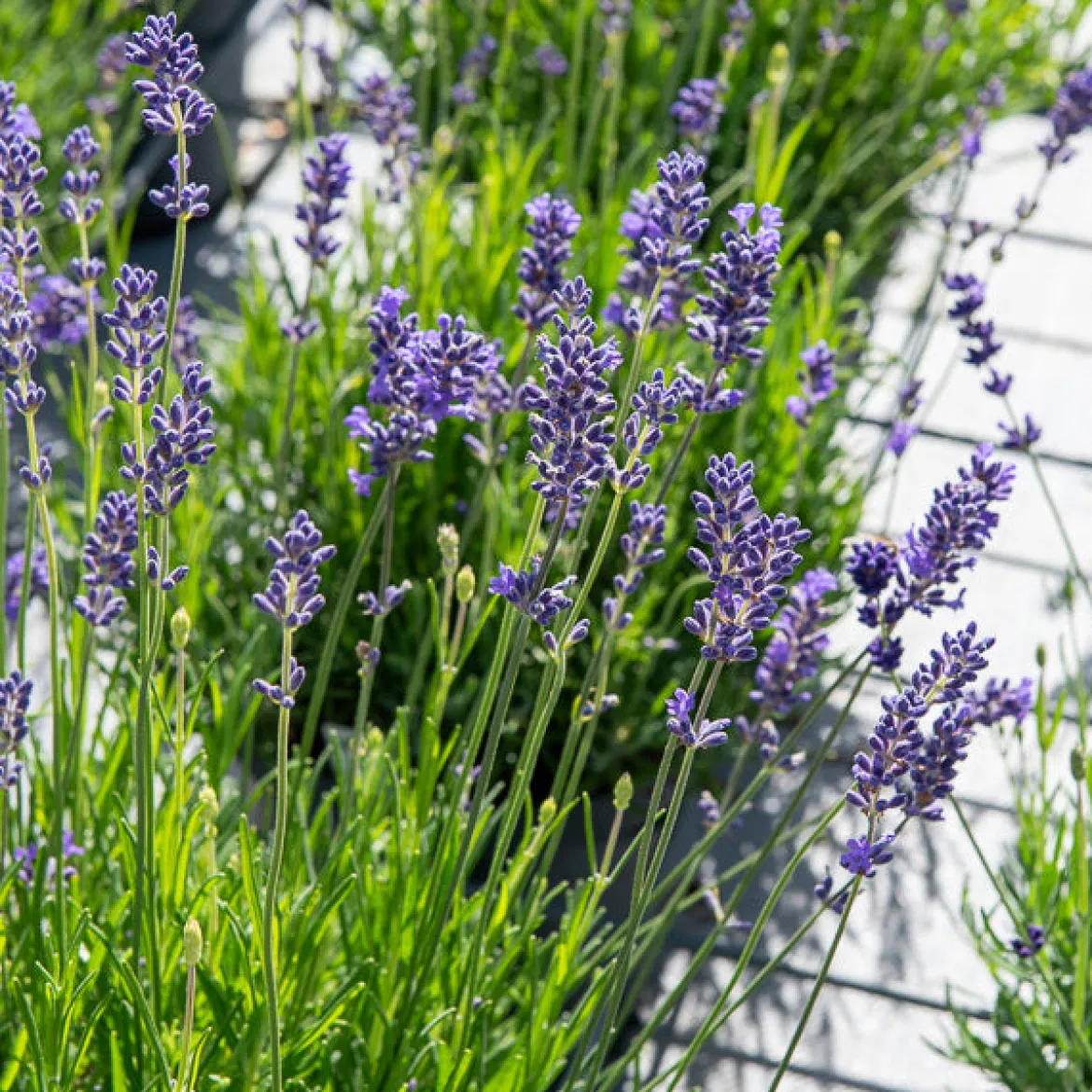 Lavande vraie Munstead - Parfum de Provence facile