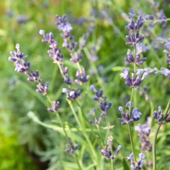 Lavande vraie Munstead - Parfum de Provence facile