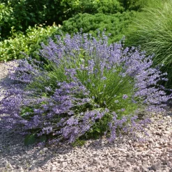 Lavandin Dutch - Un jardin qui sent bon l'été