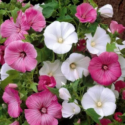 Lavatères à grandes fleurs en mélange - Un massif fleuri tout l'été