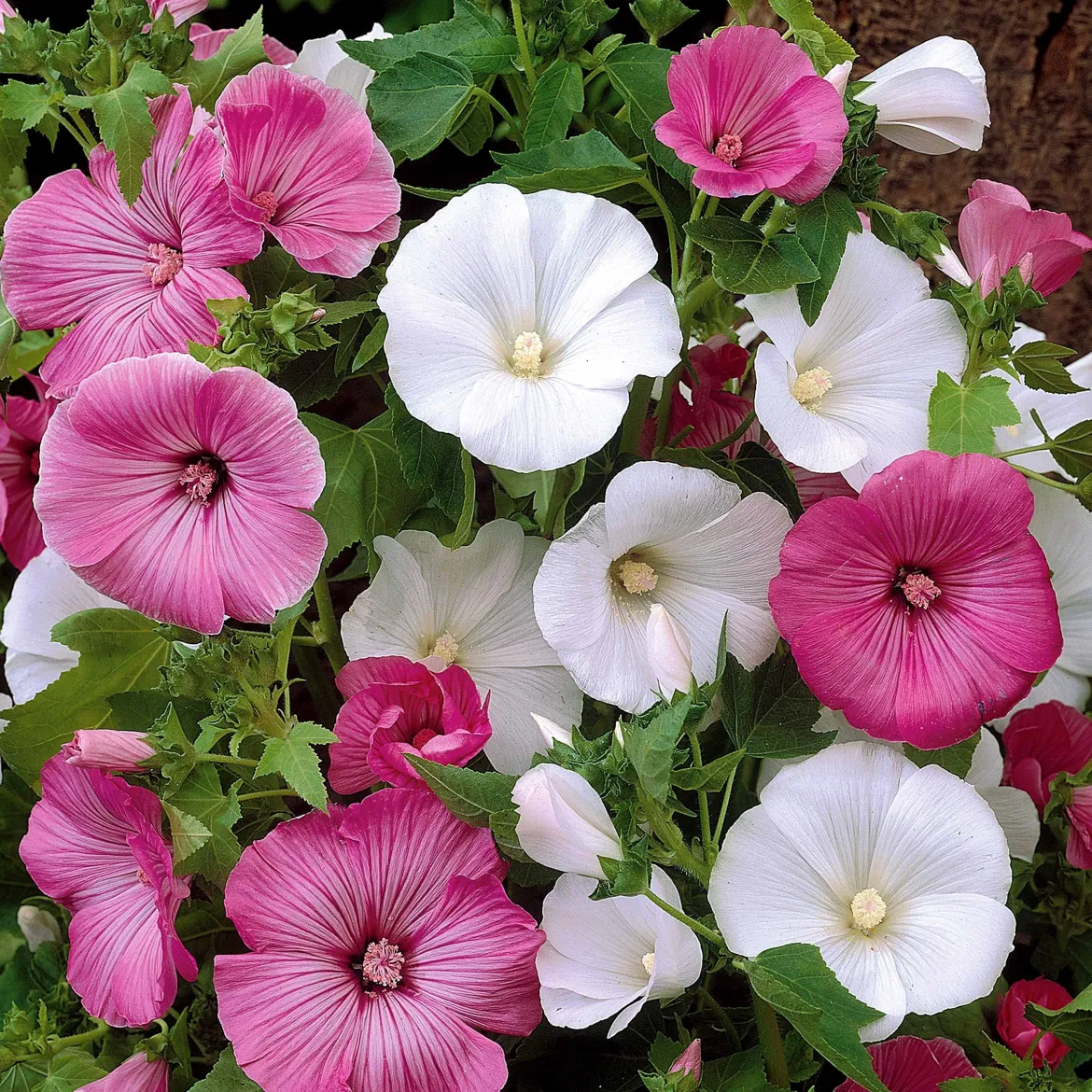 Lavatères à grandes fleurs en mélange - Un massif fleuri tout l'été