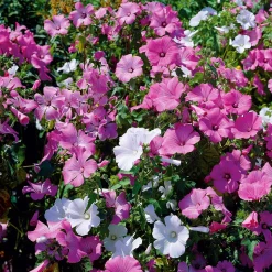 Lavatères à grandes fleurs en mélange - Un massif fleuri tout l'été