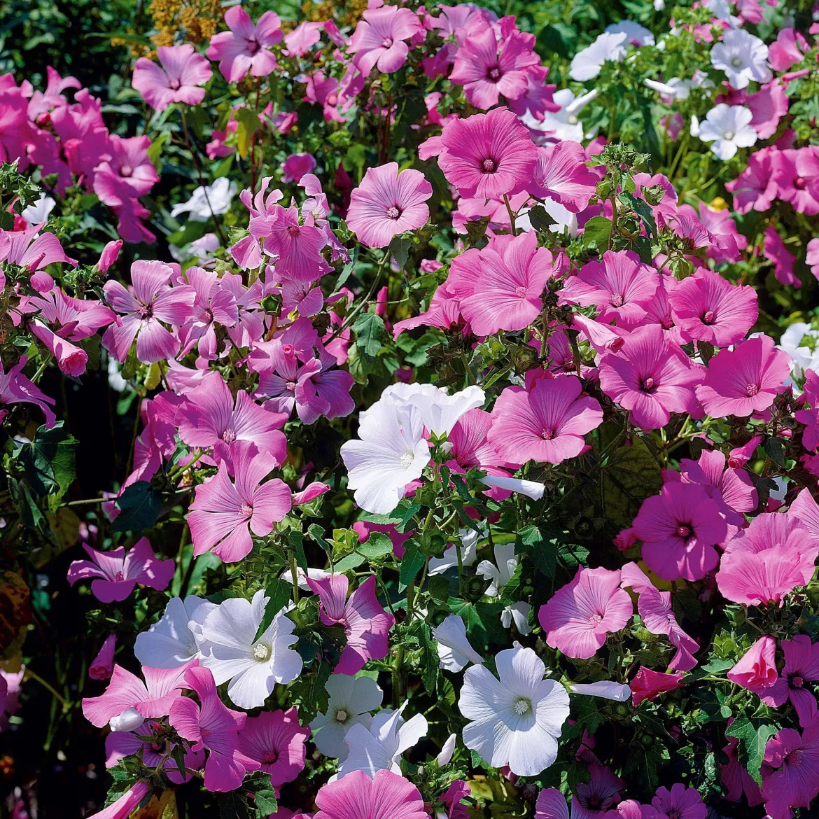 Lavatères à grandes fleurs en mélange - Un massif fleuri tout l'été