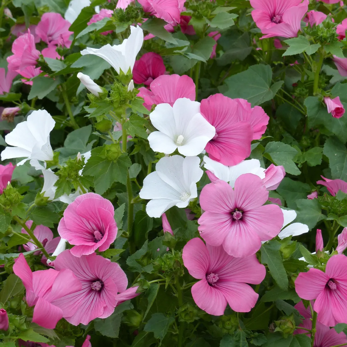 Lavatères à grandes fleurs en mélange - Un massif fleuri tout l'été