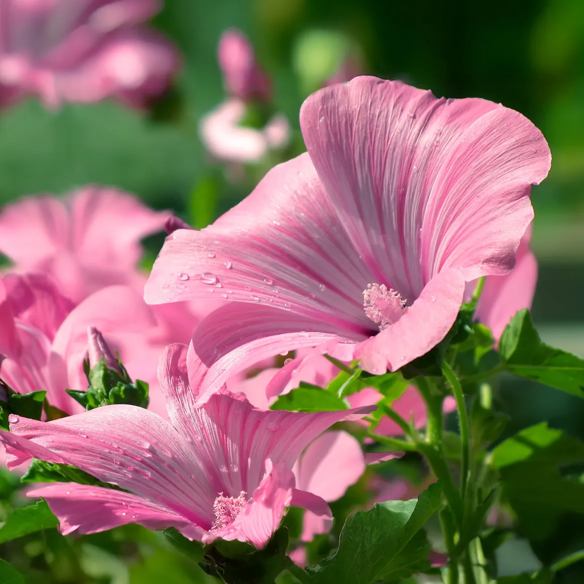 2 Lavatères - Une haie de fleurs en un été
