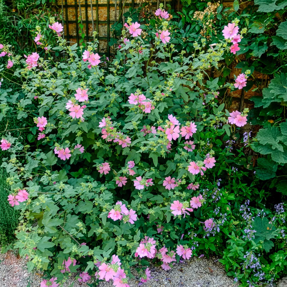 2 Lavatères - Une haie de fleurs en un été