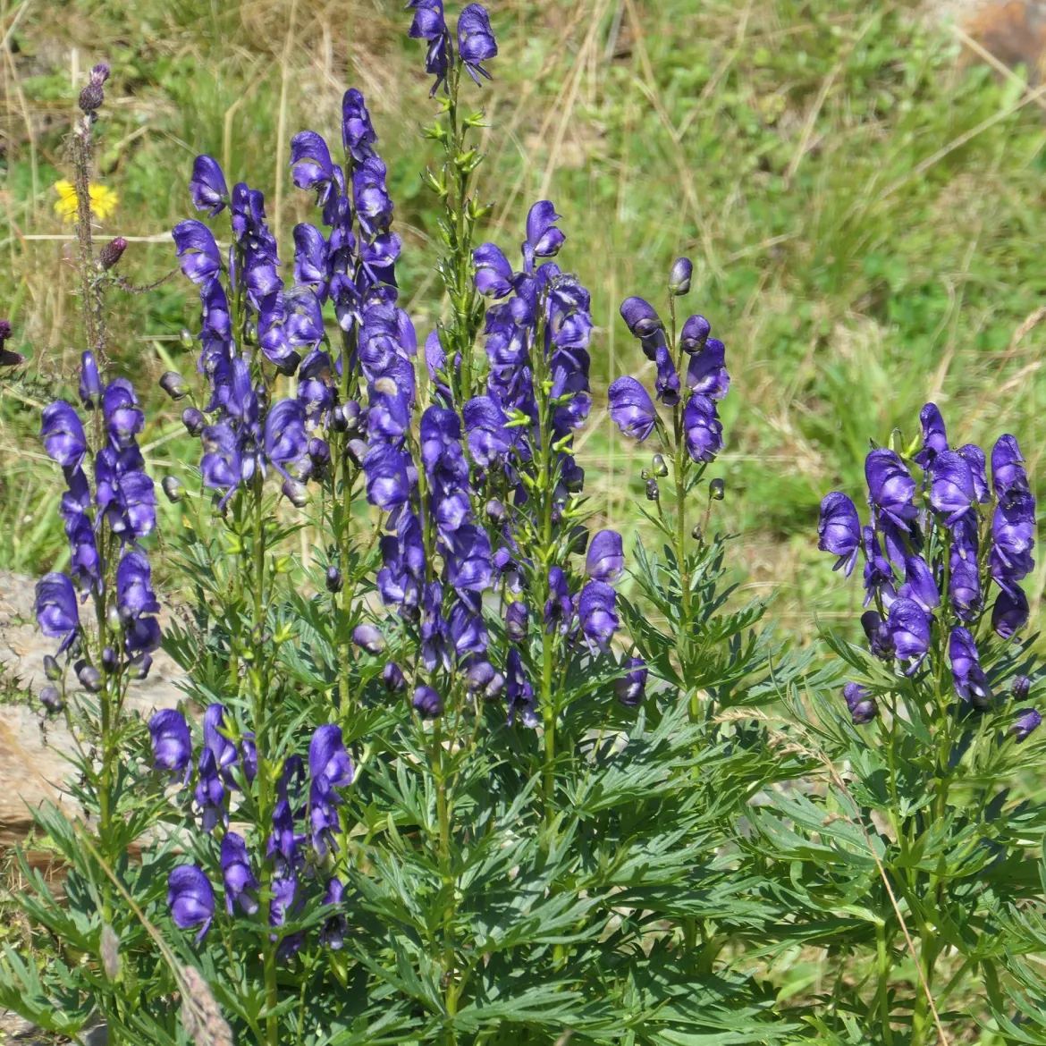 Le massif été fleuri - 18 plantes vivaces - Superficie environ 2 m² - Un été 100% fleuri