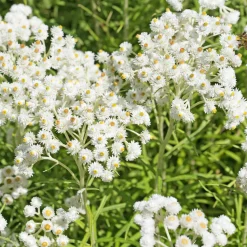 Le massif été fleuri - 18 plantes vivaces - Superficie environ 2 m² - Un été 100% fleuri