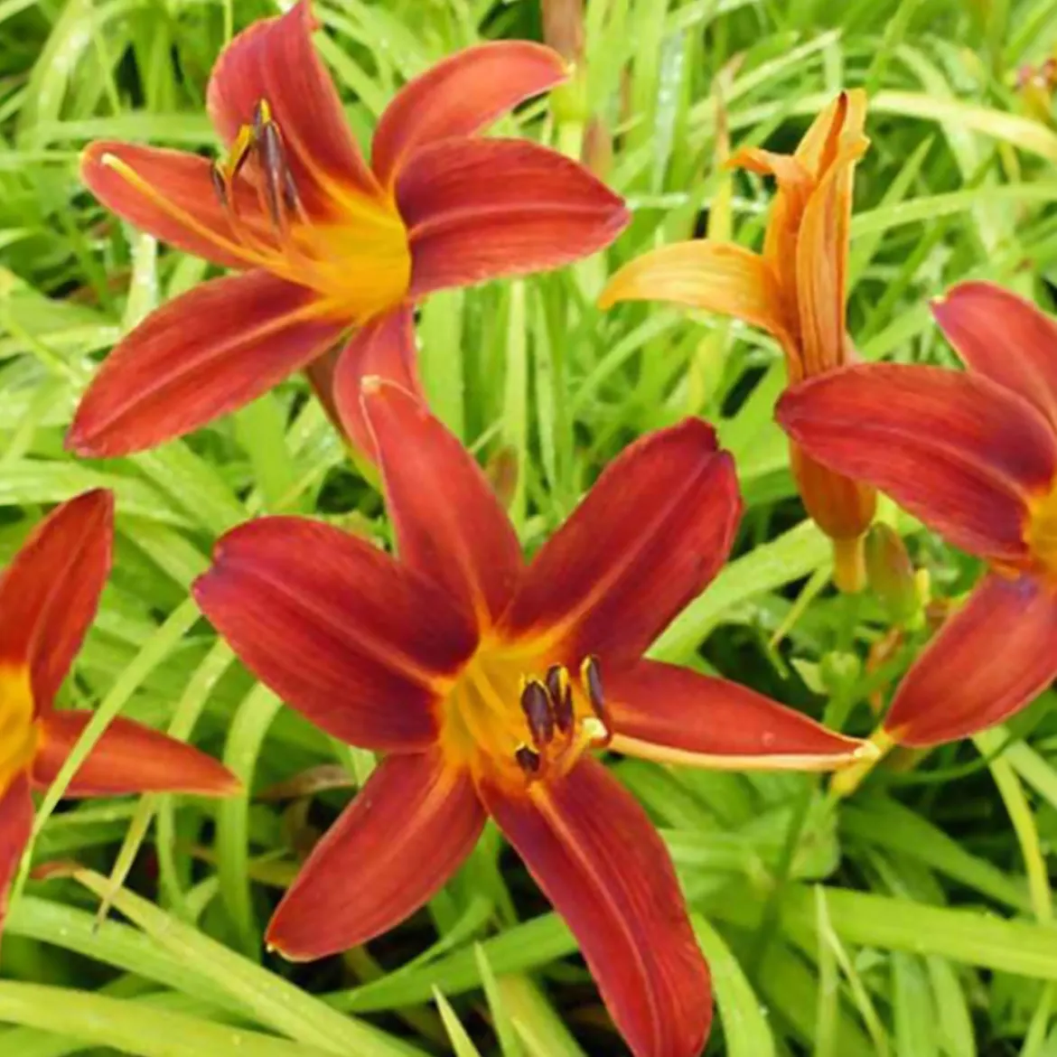 Le massif été fleuri - 18 plantes vivaces - Superficie environ 2 m² - Un été 100% fleuri