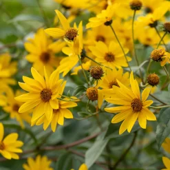 Le massif été fleuri - 18 plantes vivaces - Superficie environ 2 m² - Un été 100% fleuri