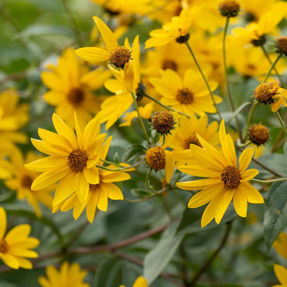 Le massif été fleuri - 18 plantes vivaces - Superficie environ 2 m² - Un été 100% fleuri