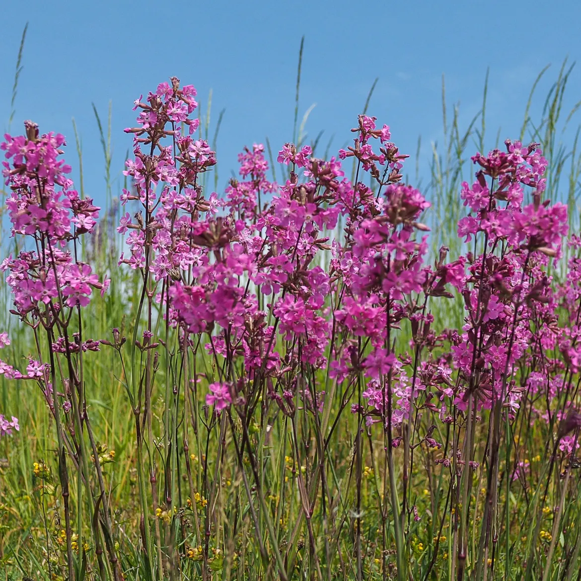 Le massif été fleuri - 18 plantes vivaces - Superficie environ 2 m² - Un été 100% fleuri