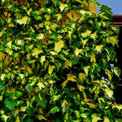 Lierre commun Goldheart - Un mur vert et or vite fait