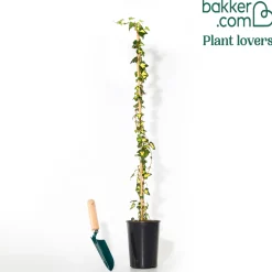 Lierre commun Goldheart - Un mur vert et or vite fait