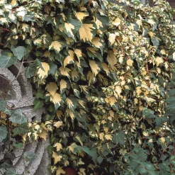 Lierre commun Goldheart - Un mur vert et or vite fait