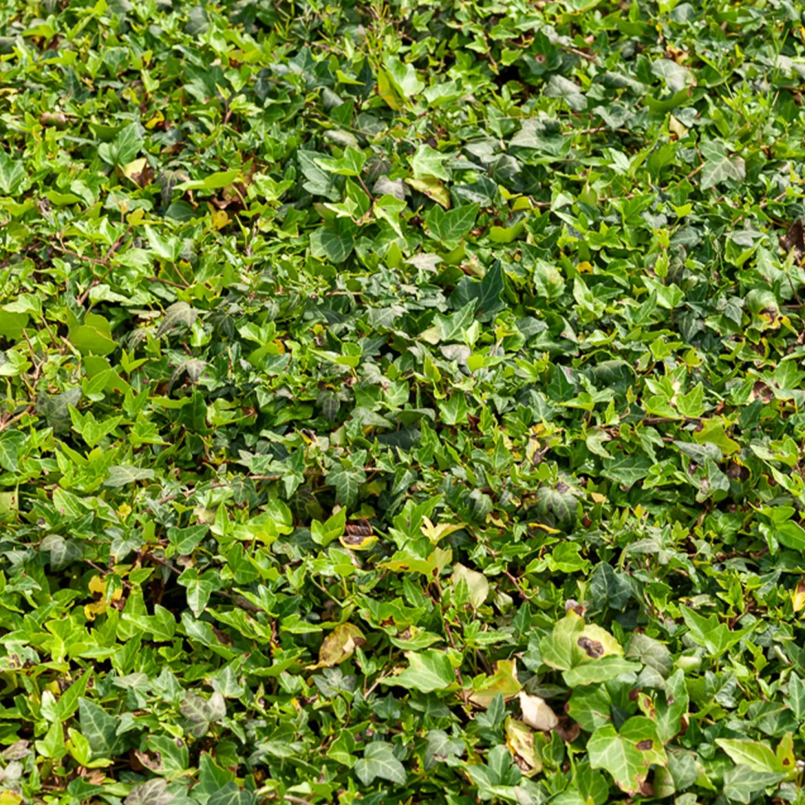 Lierre commun nain Shamrock - Un mur vert toute l'année
