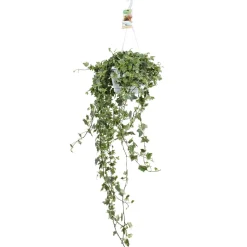 Lierre grimpant Hedera 'Eva' - Plante suspendue - Cascade de feuillage panaché