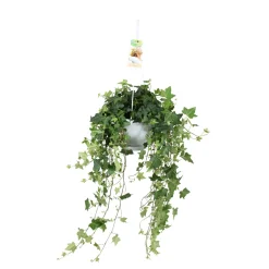 Lierre grimpant Hedera 'Pittsburgh' - Plante suspendue - Cascade verte en un geste