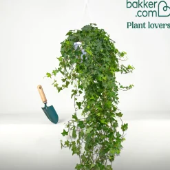 Lierre grimpant Hedera 'Pittsburgh' - Plante suspendue - Cascade verte en un geste