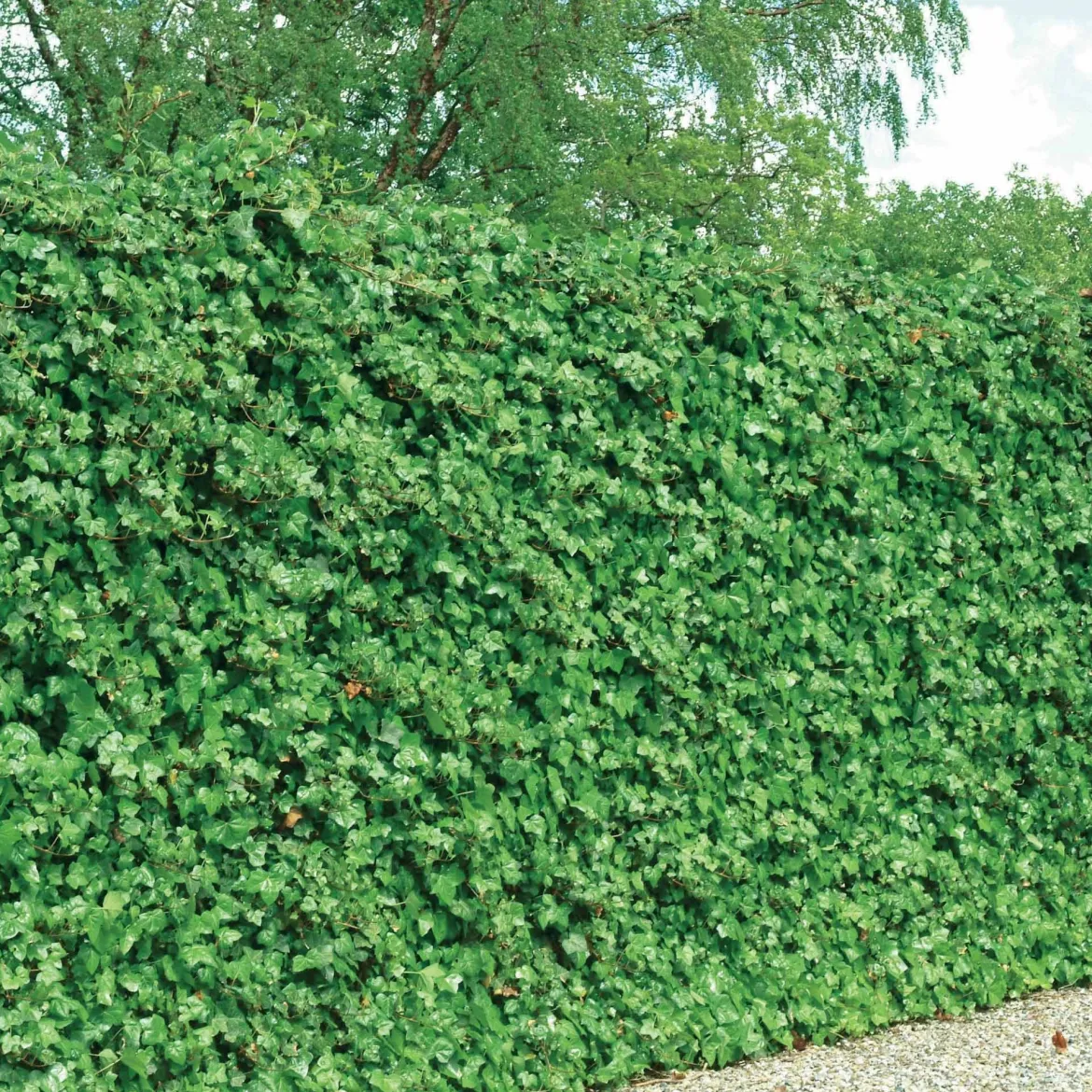 3 Lierres d'Irlande - Un mur vert en un rien de temps