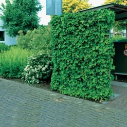 3 Lierres d'Irlande - Un mur vert en un rien de temps