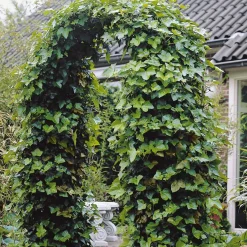 3 Lierres d'Irlande - Un mur vert en un rien de temps