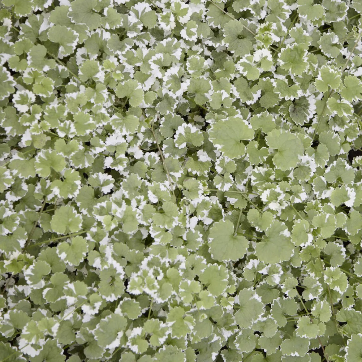 Lierre terrestre panaché - Le tapis vert qui pousse vite