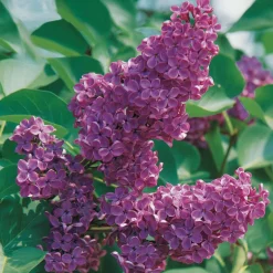 Lilas commun - Un nuage violet parfumé