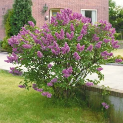 Lilas commun - Un nuage violet parfumé