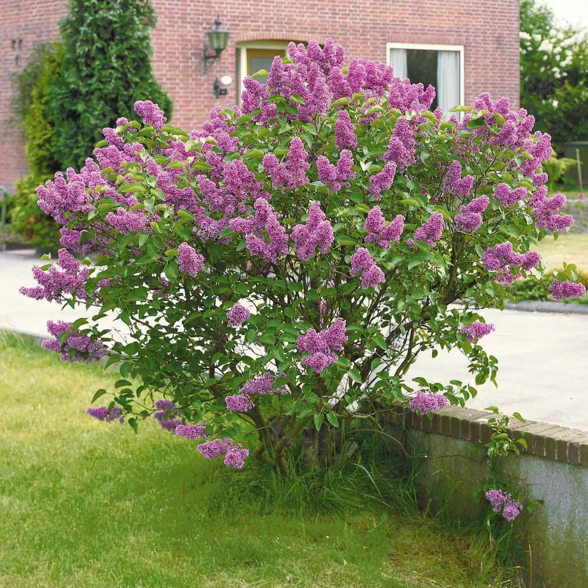 Lilas commun - Un nuage violet parfumé