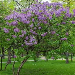 Lilas commun - Un nuage violet parfumé