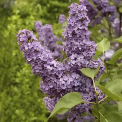 Lilas commun - Un nuage violet parfumé