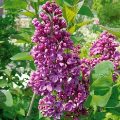Lilas commun - Un nuage violet parfumé