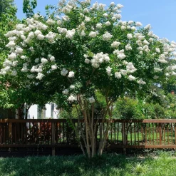 Lilas des Indes blanc - Fleurs blanches tout l'été