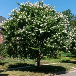 Lilas des Indes blanc - Fleurs blanches tout l'été