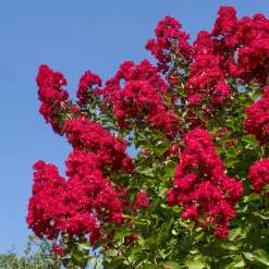 Lilas des Indes Dynamite - Un été rouge feu au jardin