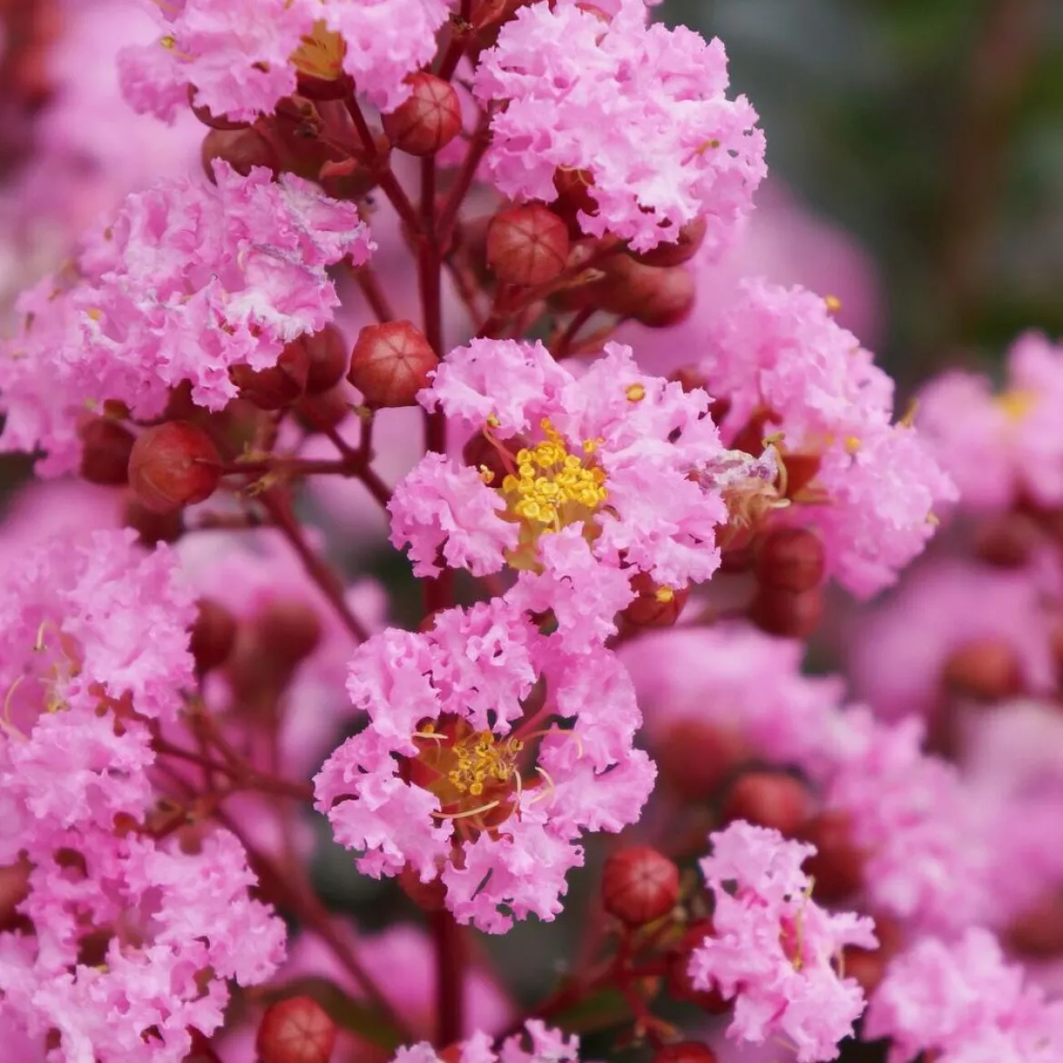 Lilas des indes Eveline - Trois mois de fleurs roses