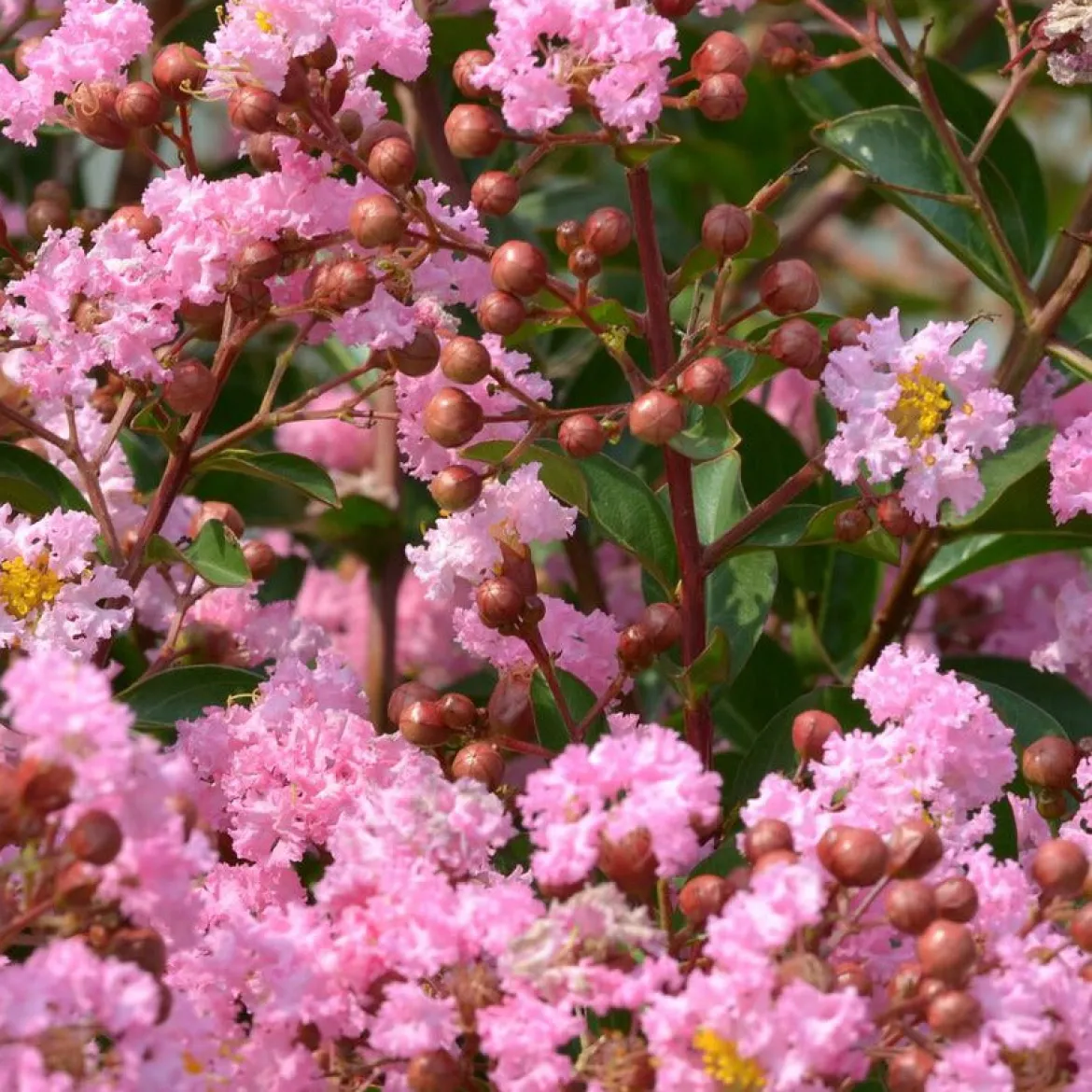 Lilas des indes Eveline - Trois mois de fleurs roses