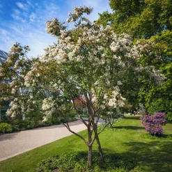 Lilas des indes Natchez - Écorce nue, floraison XXL
