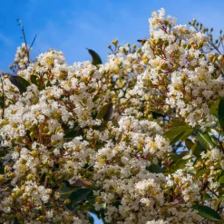 Lilas des indes Natchez - Écorce nue, floraison XXL