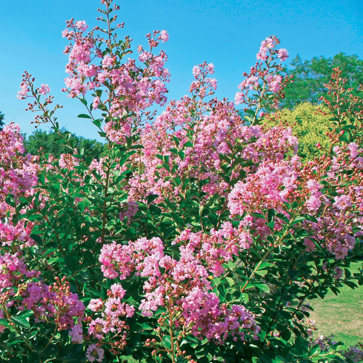 Lilas des Indes Petit Pink - Le lilas nain qui fleurit tout l'été