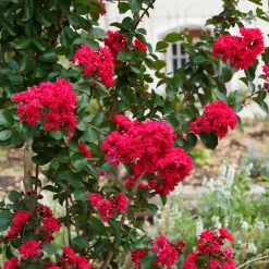 Lilas des Indes Red Rocket - Un été rouge éclatant