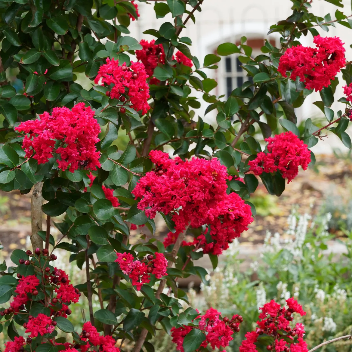 Lilas des Indes Red Rocket - Un été rouge éclatant
