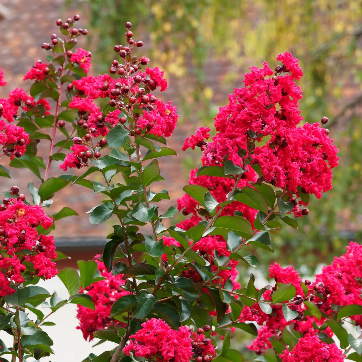 Lilas des Indes Red Rocket - Un été rouge éclatant