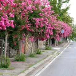 Lilas des Indes rose - Floraison estivale garantie