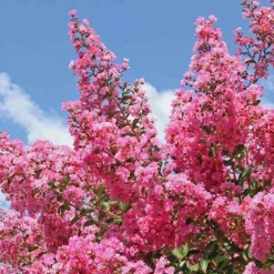 Lilas des Indes rose - Floraison estivale garantie