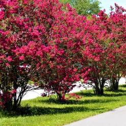 Lilas des Indes rouge - Rouge flamboyant tout l'été